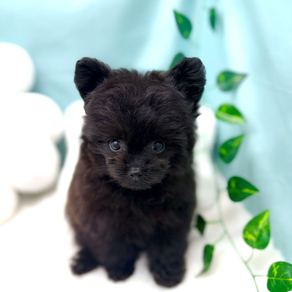 愛知県のポメプー(ポメラニアン×プードル) (犬の家＆猫の里愛知刈谷店/2025年12月30日生まれ/男の子/ブラック)の子犬の1枚目の画像