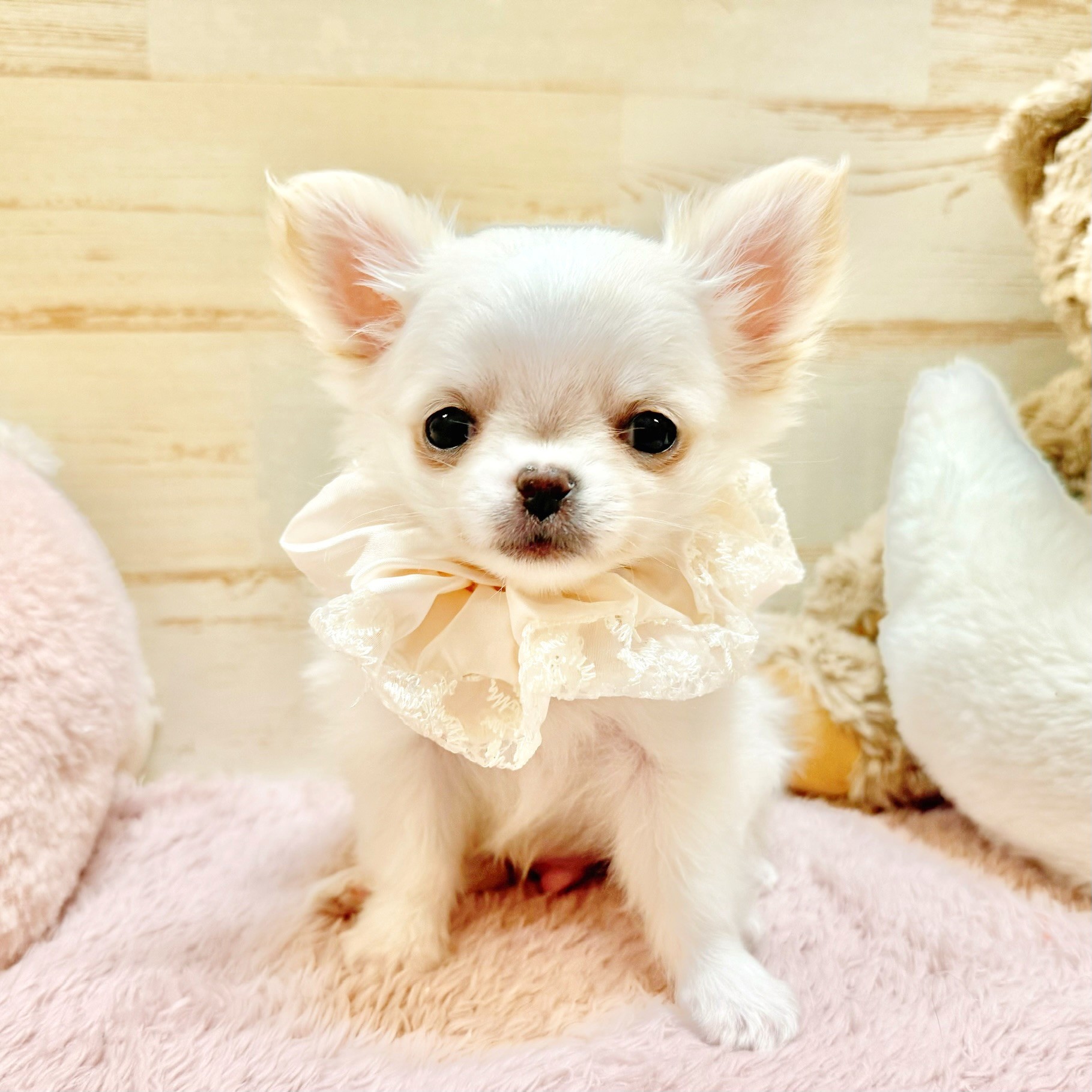 チワワ（ロング）男の子の写真