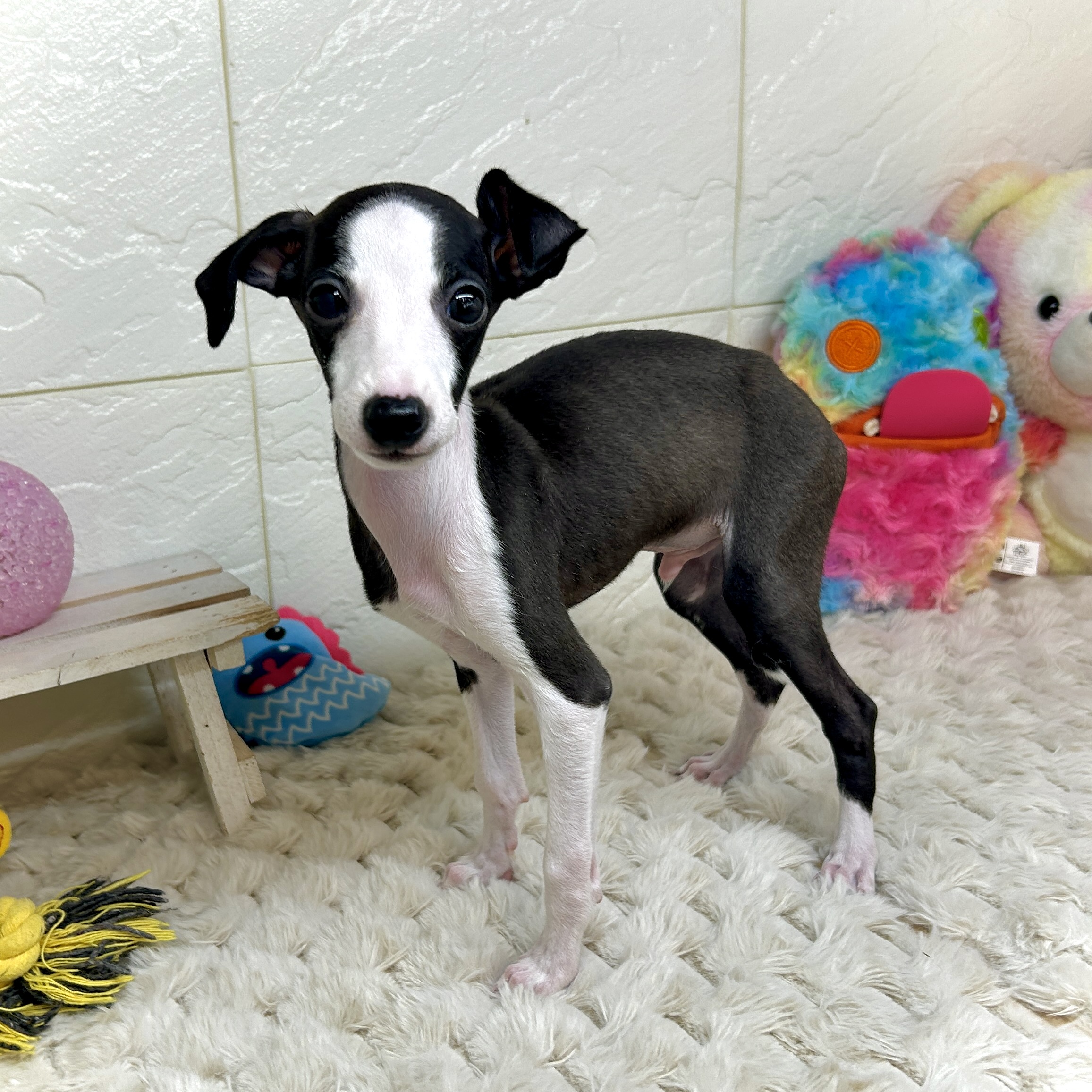 兵庫県のイタリアングレーハウンド (犬の家＆猫の里ゆめタウン姫路店/2026年1月1日生まれ/男の子/シールホワイト)の子犬の1枚目の画像