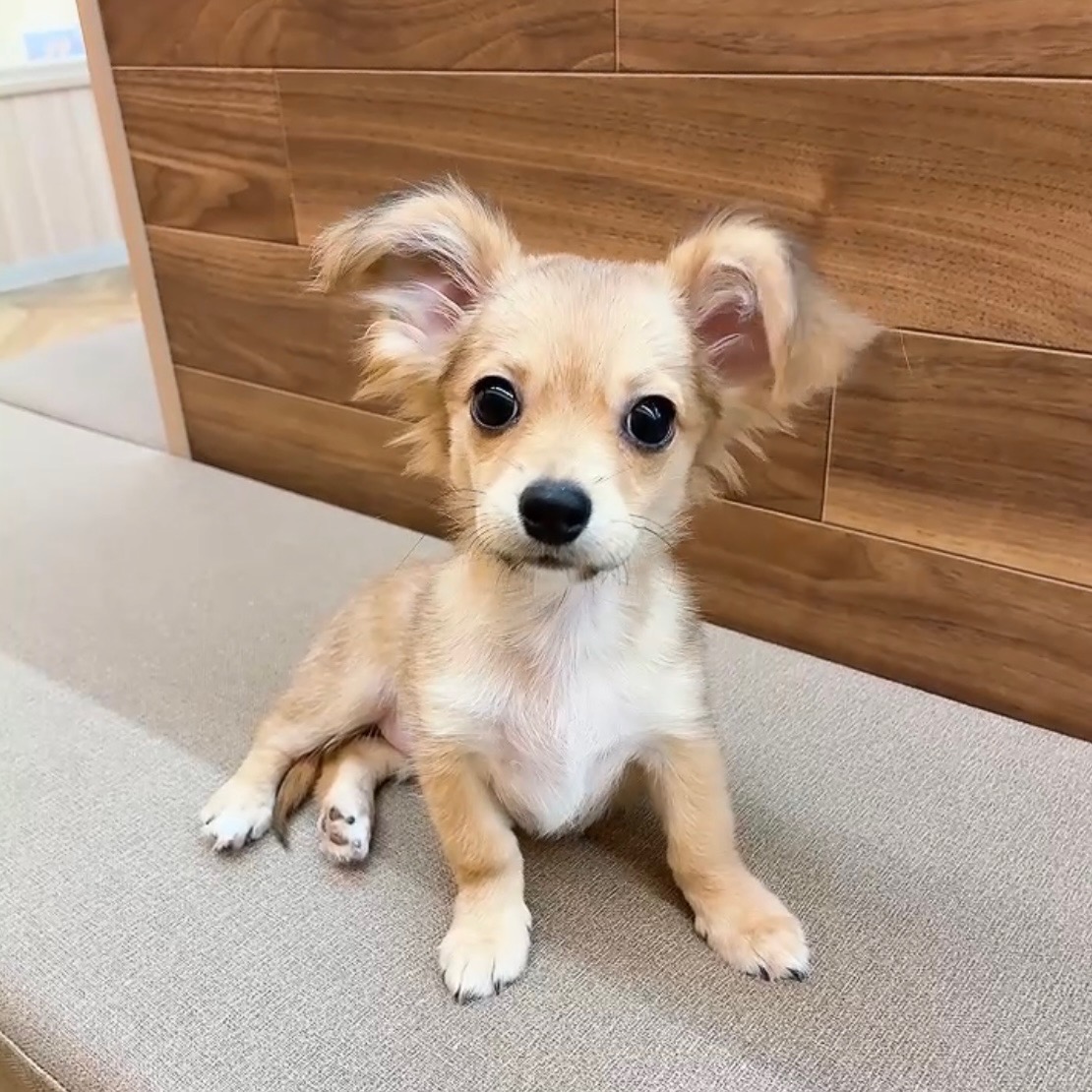 ハーフ犬女の子の写真
