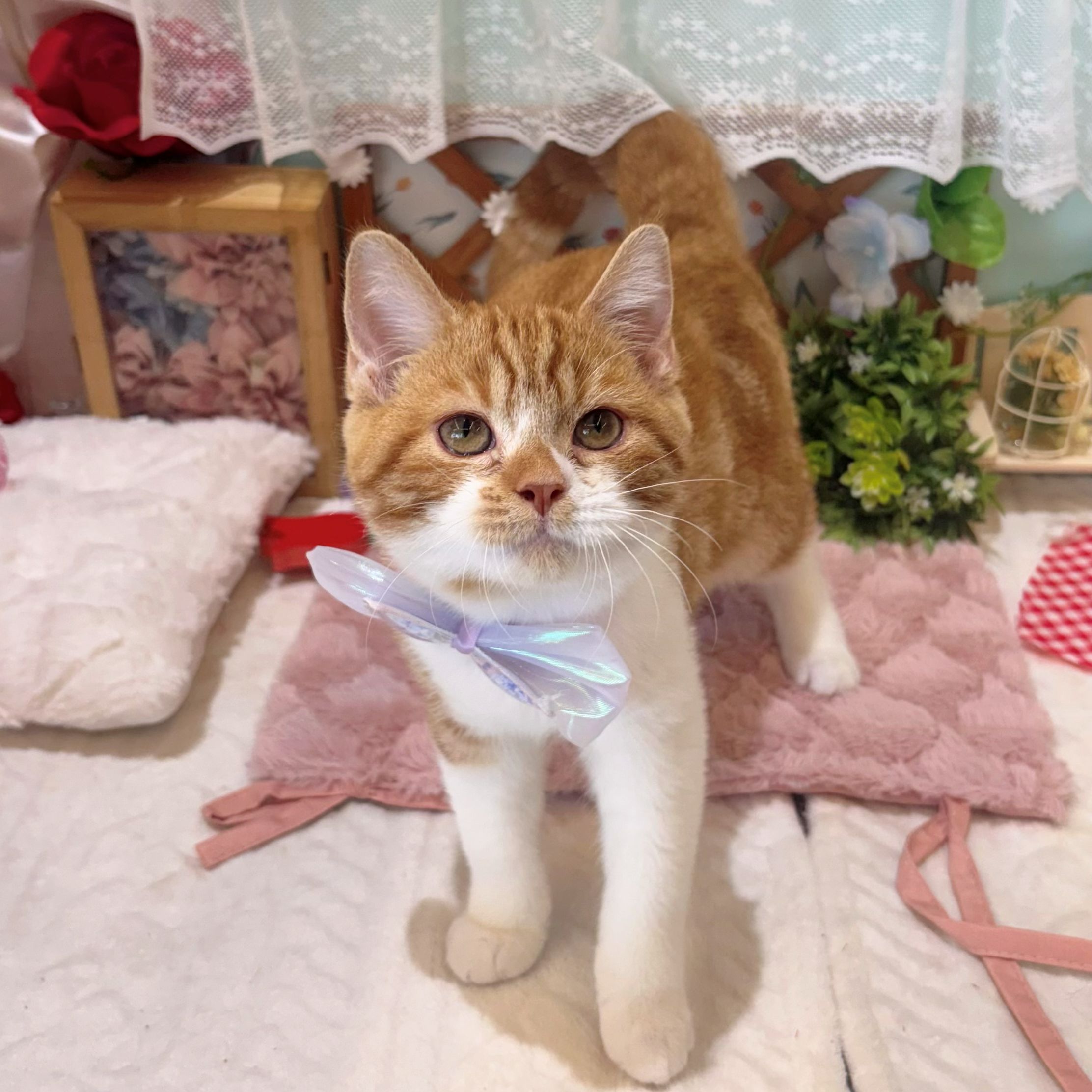 静岡県のマンチカン (犬の家＆猫の里富士店/2026年1月9日生まれ/男の子/レッドタビーホワイト)の子猫の1枚目の画像