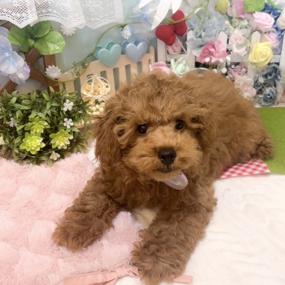 静岡県のトイプードル(トイ) (犬の家＆猫の里富士店/2026年1月20日生まれ/女の子/レッド)の子犬の1枚目の画像