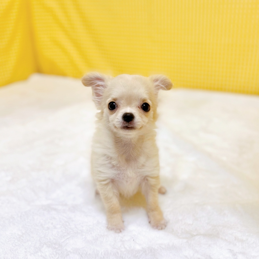 愛知県のチワワ(ロング) (犬の家＆猫の里一宮店/2026年1月11日生まれ/女の子/クリームホワイト)の子犬の1枚目の画像