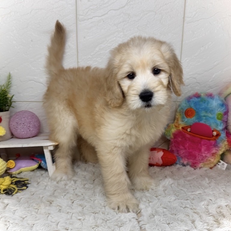 ハーフ犬女の子の写真