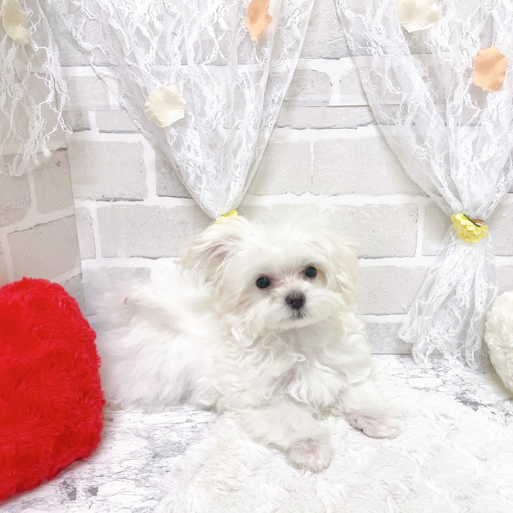ハーフ犬男の子の写真