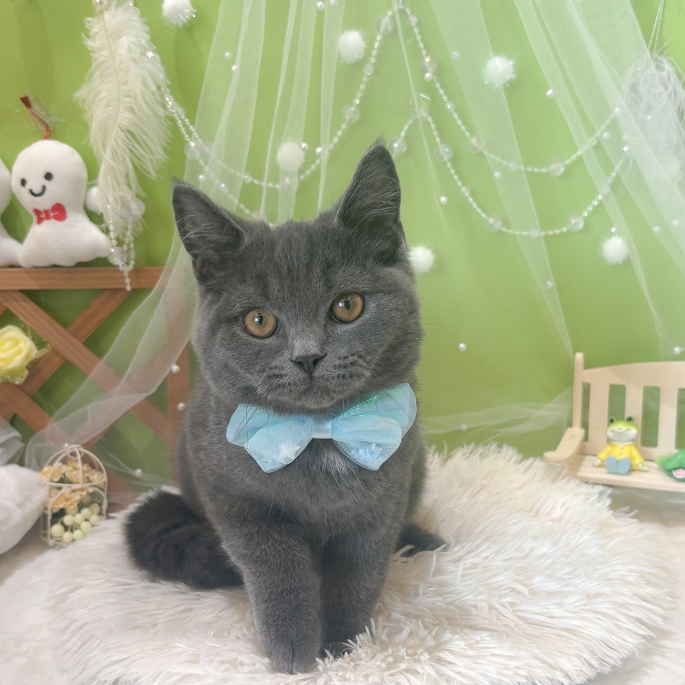静岡県のブリティッシュショートヘアー (犬の家＆猫の里富士店/2026年1月11日生まれ/男の子/ブルーホワイト)の子猫の1枚目の画像