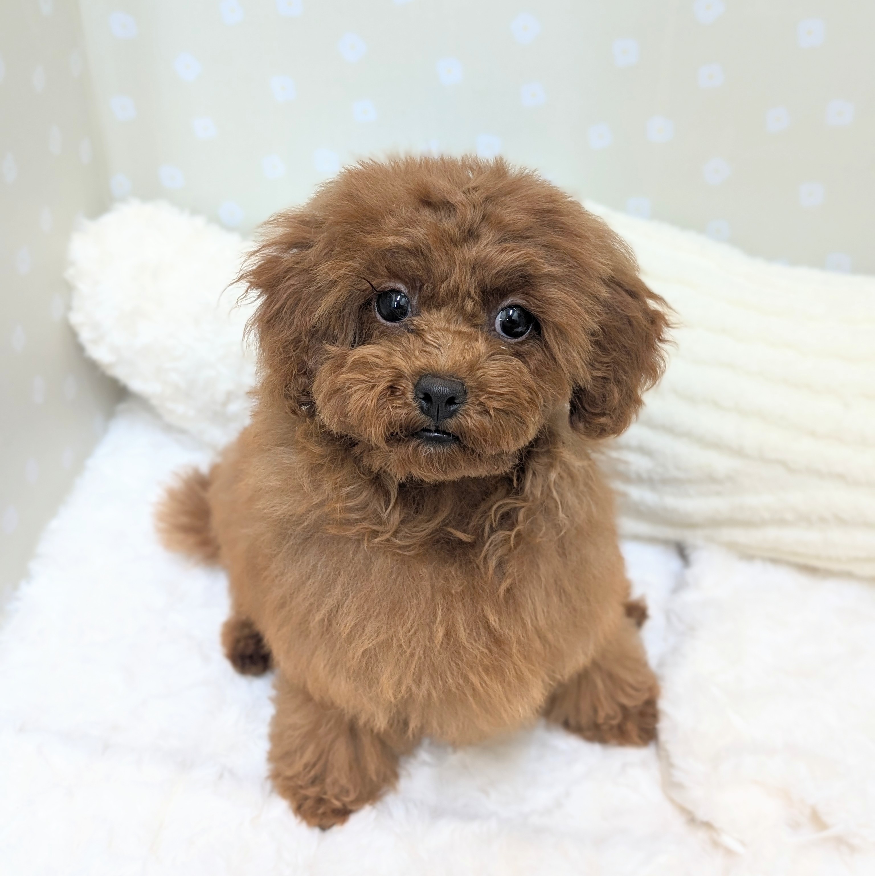 愛知県のトイプードル(タイニー) (犬の家＆猫の里安城店/2026年1月14日生まれ/女の子/レッドフォーン)の子犬の1枚目の画像