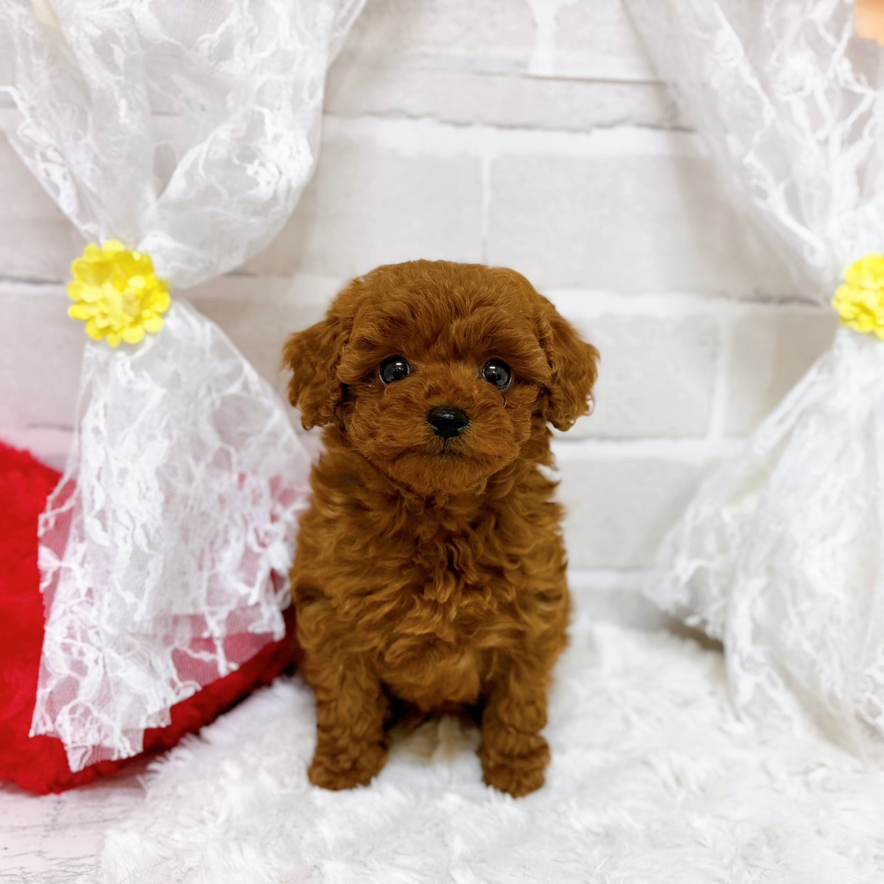 トイプードル男の子の写真