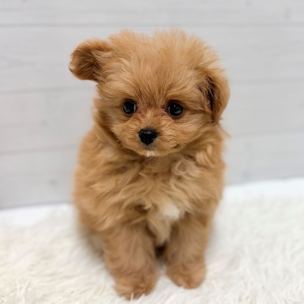 ハーフ犬女の子の写真