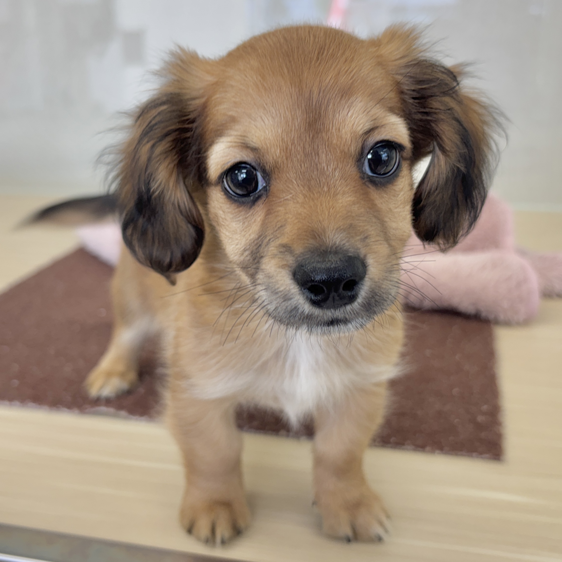 神奈川県のチワックス(チワワ×ダックス) (犬の家＆猫の里相模原店/2026年1月19日生まれ/女の子/レッド)の子犬の1枚目の画像