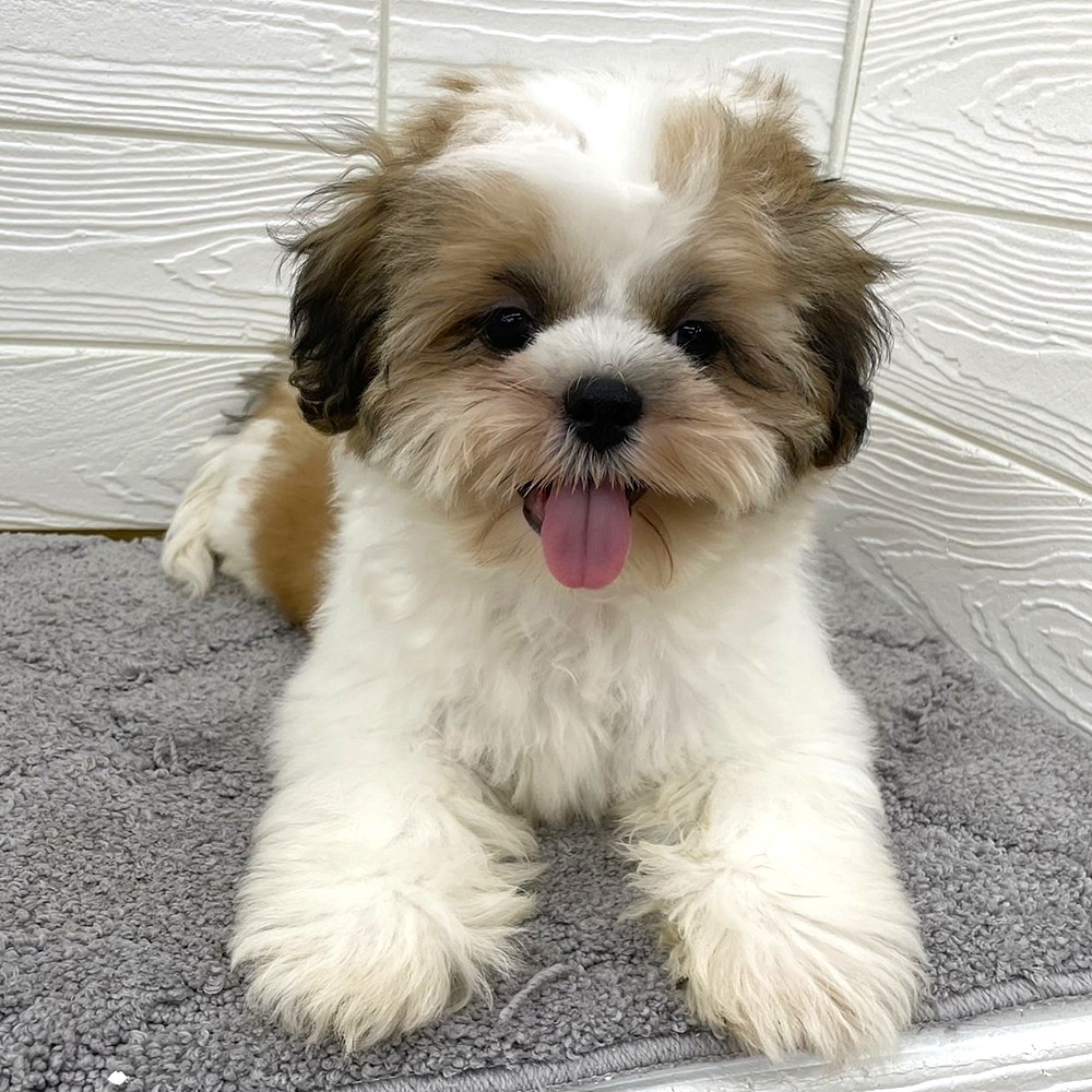 愛知県のシーズー (犬の家＆猫の里七宝店/2026年1月18日生まれ/男の子/ホワイトゴールド)の子犬の1枚目の画像