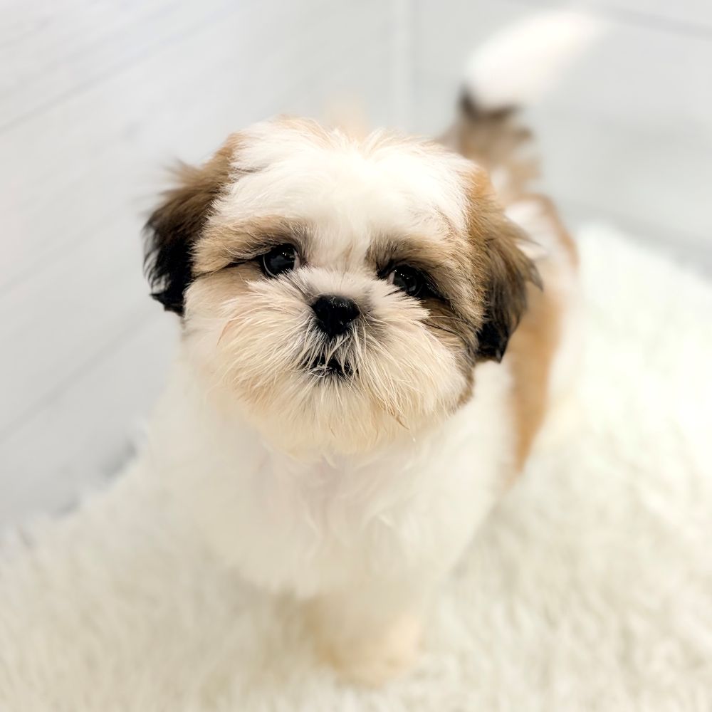 愛知県のシーズー (犬の家＆猫の里豊田店/2026年1月18日生まれ/女の子/ホワイトゴールド)の子犬の1枚目の画像