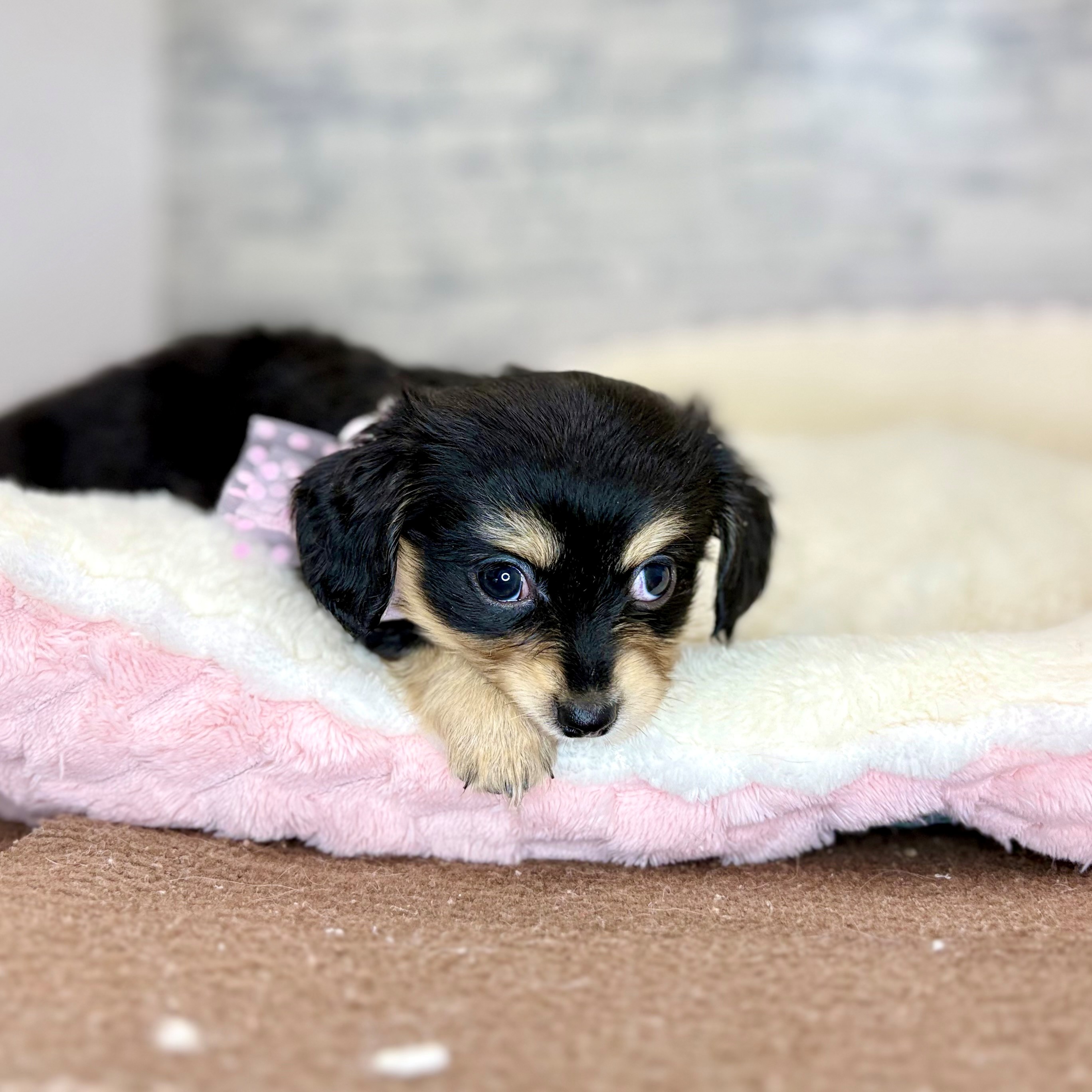 ハーフ犬男の子の写真