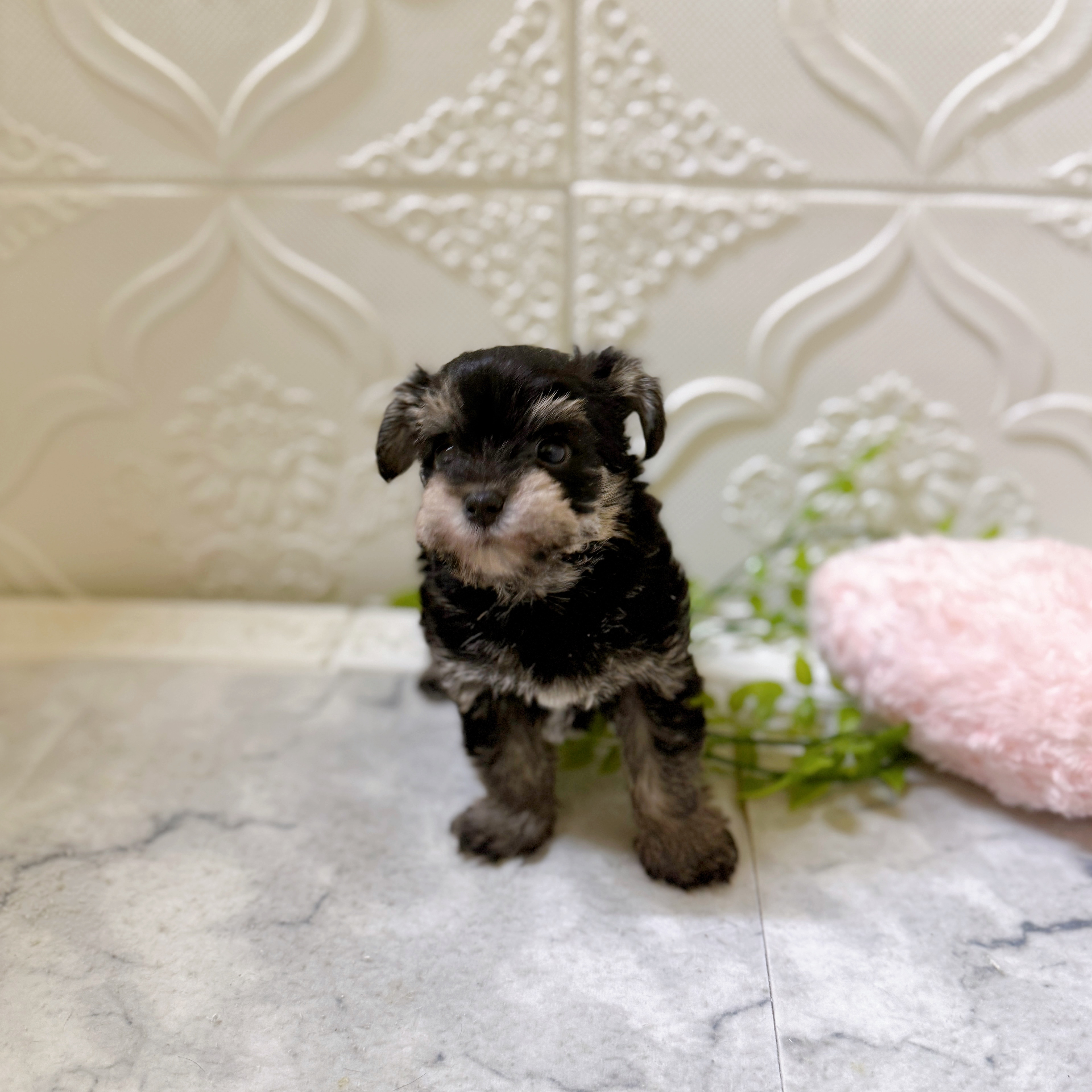 ハーフ犬男の子の写真