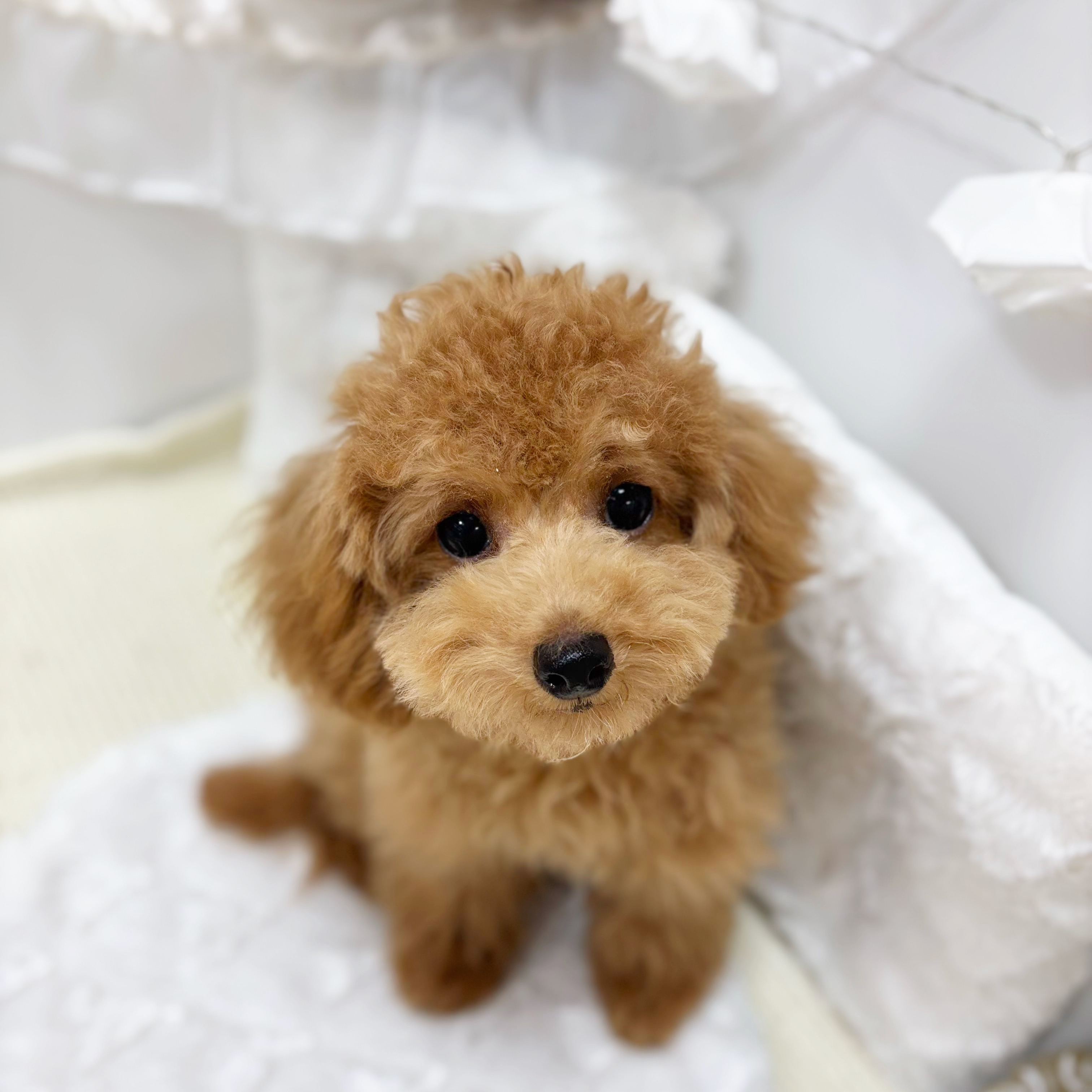 岐阜県のトイプードル(トイ) (犬の家＆猫の里カラフルタウン岐阜店/2026年1月17日生まれ/女の子/レッドフォーン)の子犬