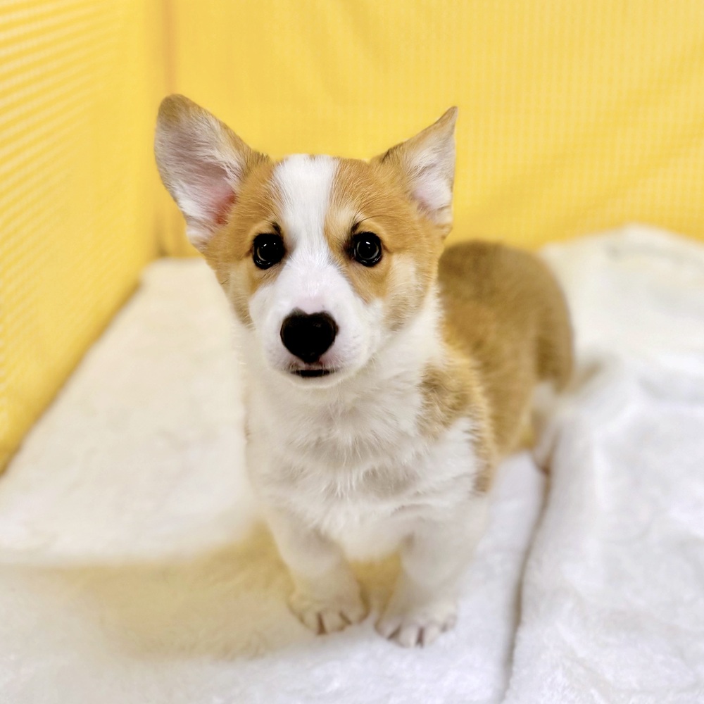 コーギー男の子の写真