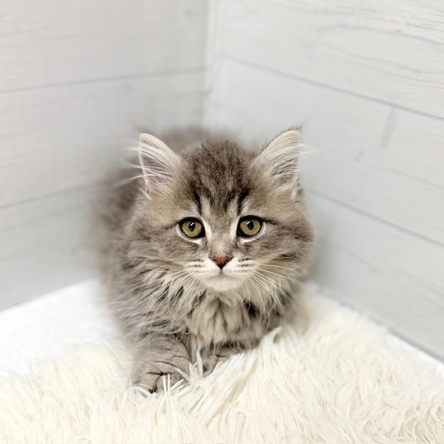 マンチカン女の子の写真