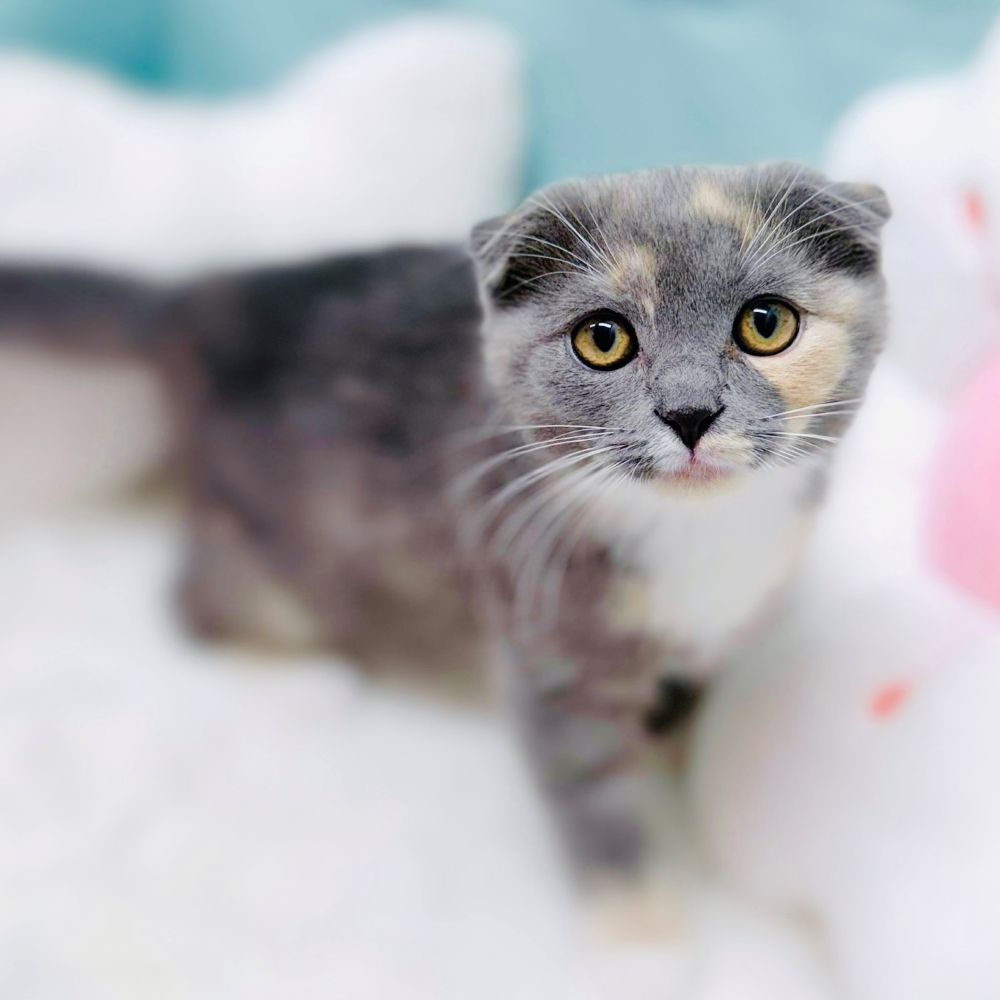 愛知県のスコティッシュフォールド (犬の家＆猫の里愛知刈谷店/2026年1月28日生まれ/女の子/ブルーパッチドタビーホワイト)の子猫の1枚目の画像