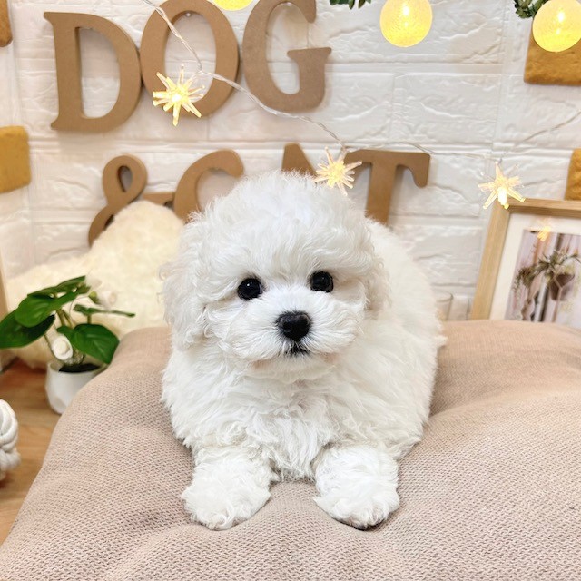 千葉県のビションフリーゼ (犬の家＆猫の里ワンズモール稲毛店/2026年2月2日生まれ/女の子/ホワイト)の子犬の1枚目の画像