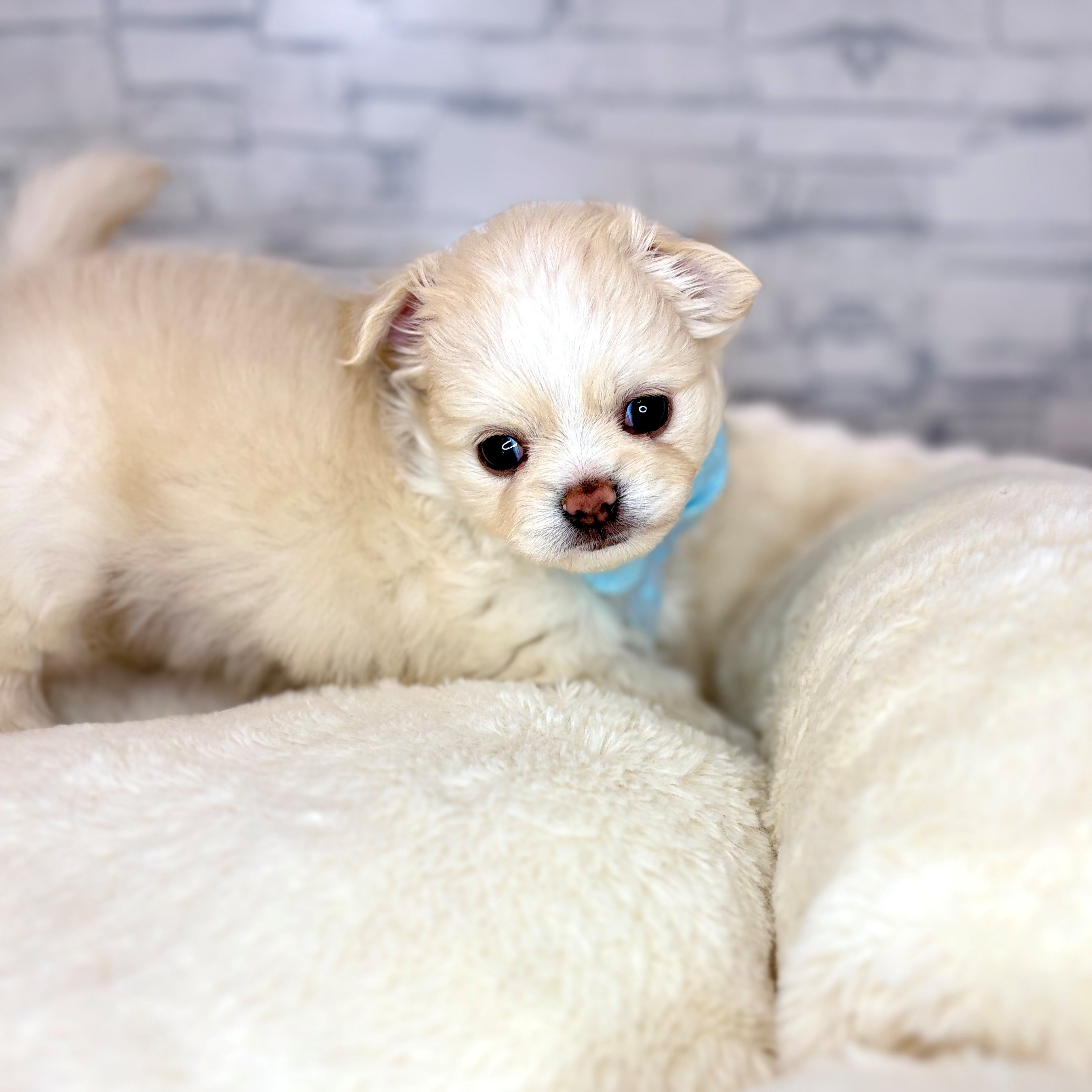 長野県のチワワ(ロング) (犬の家＆猫の里長野店/2026年2月3日生まれ/男の子/クリーム)の子犬の1枚目の画像