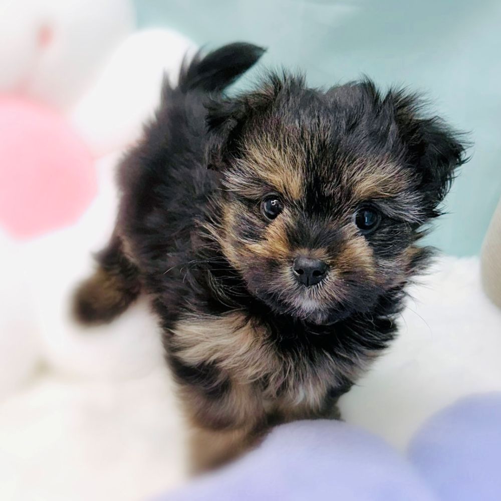 愛知県のポメキー(ポメラニアン×ヨークシャーテリア) (犬の家＆猫の里愛知刈谷店/2026年2月2日生まれ/女の子/ブラックタン)の子犬