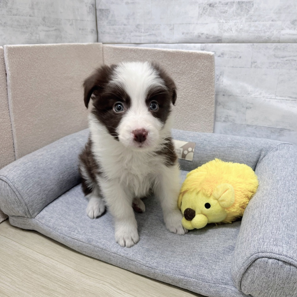 長野県のボーダーコリー (犬の家＆猫の里塩尻店/2026年2月2日生まれ/女の子/チョコレートホワイト)の子犬