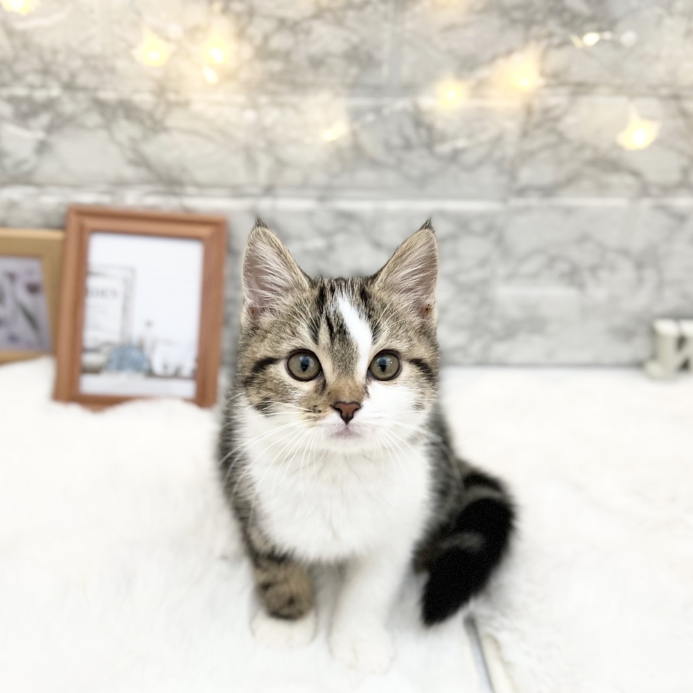 ミヌエット男の子の写真