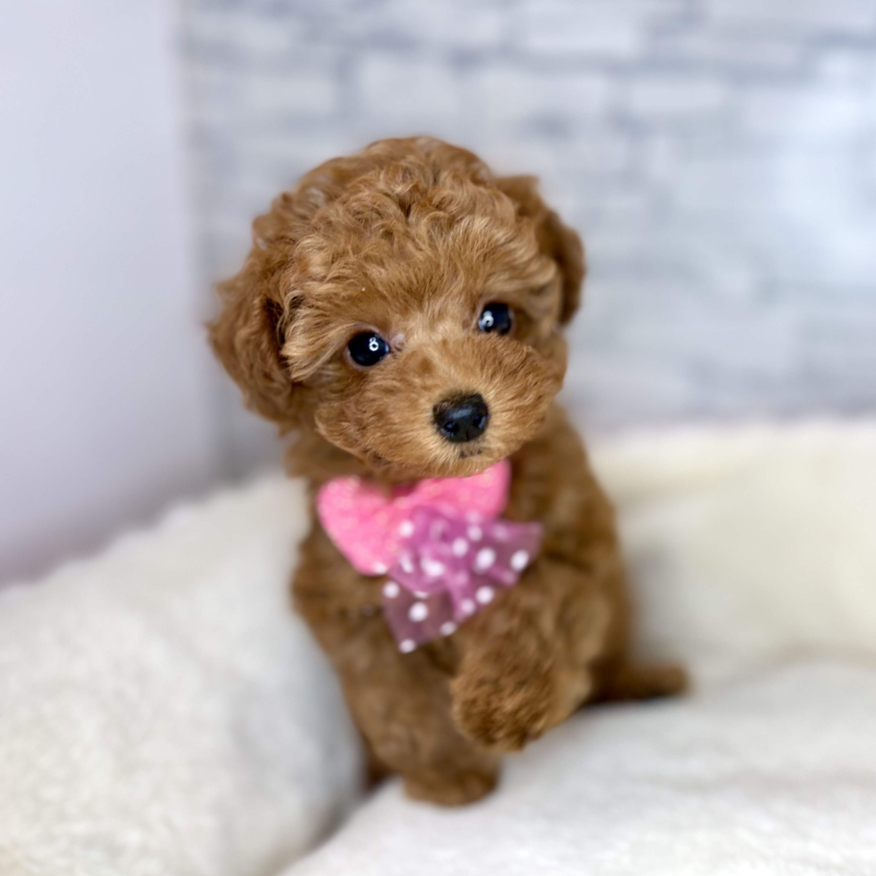 トイプードル女の子の写真