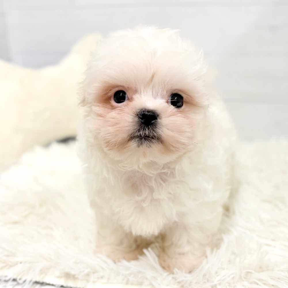 ハーフ犬男の子の写真