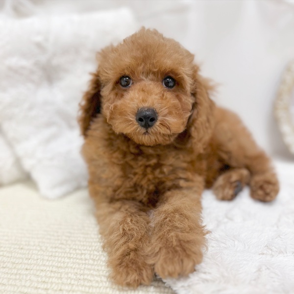 岐阜県のトイプードル(トイ) (犬の家＆猫の里カラフルタウン岐阜店/2026年2月2日生まれ/男の子/レッドフォーン)の子犬の1枚目の画像