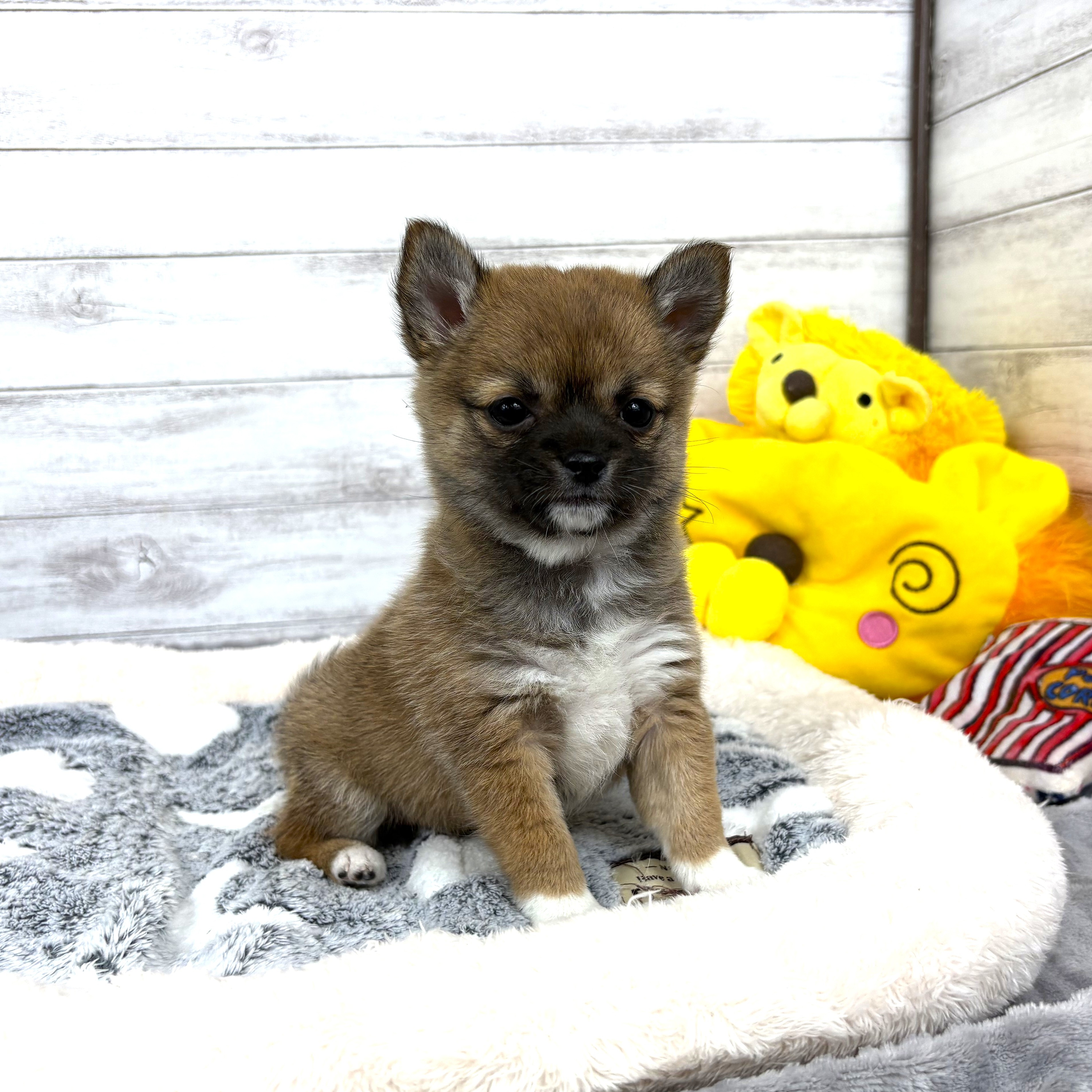 兵庫県のチワ柴/柴チワ/チワシバ(チワワ×柴) (犬の家＆猫の里川西店/2026年2月4日生まれ/女の子/赤)の子犬の1枚目の画像