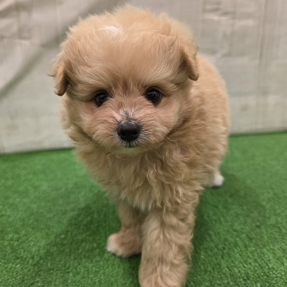 三重県のポメプー(ポメラニアン×プードル) (犬の家＆猫の里三重桑名店/2025年7月29日生まれ/男の子/アプリコット)の子犬の1枚目の画像