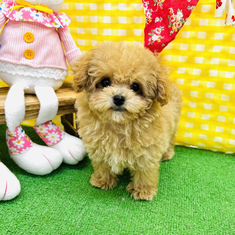 愛知県のマルプー(マルチーズ×プードル) (犬の家＆猫の里名古屋天白店/2026年2月8日生まれ/女の子/アプリコット)の子犬の1枚目の画像