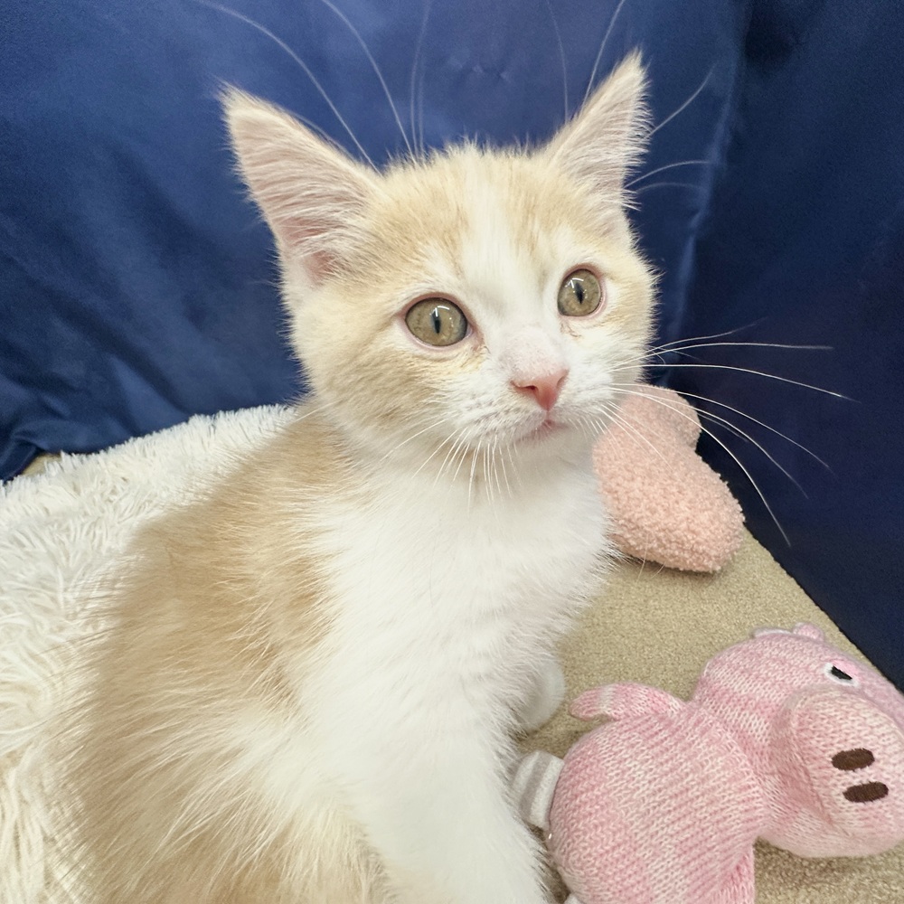 岐阜県のマンチカン (犬の家＆猫の里中津川店/2026年2月5日生まれ/男の子/クリームタビーホワイト)の子猫の1枚目の画像