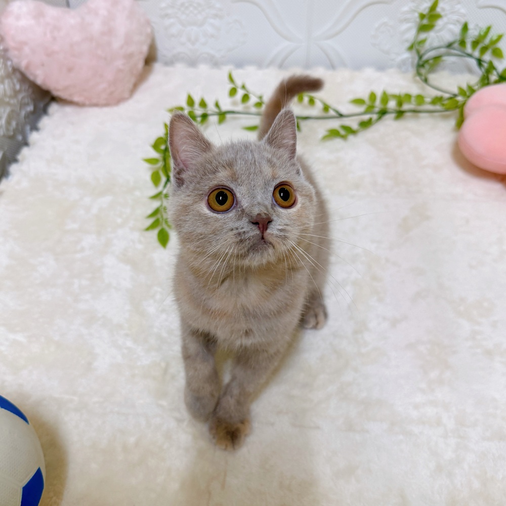 愛知県のブリティッシュショートヘアー (犬の家＆猫の里岡崎店/2026年2月3日生まれ/女の子/ライラッククリーム)の子猫の1枚目の画像