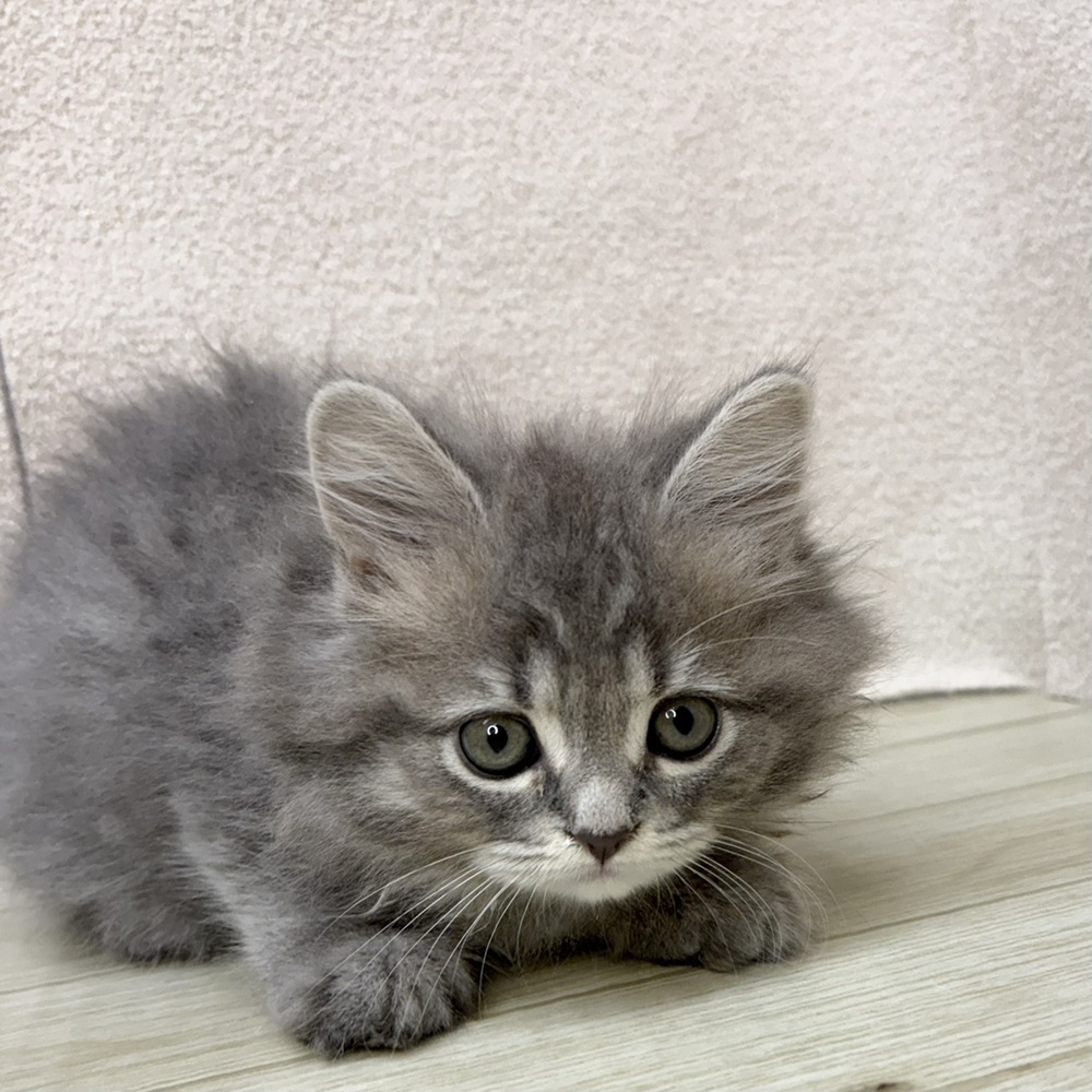 長野県のスコティッシュストレート (犬の家＆猫の里塩尻店/2026年2月6日生まれ/女の子/ブルータビー)の子猫の1枚目の画像