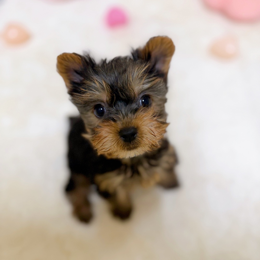 愛知県のヨークシャーテリア (犬の家＆猫の里岡崎店/2026年2月7日生まれ/女の子/スチールブルータン)の子犬の1枚目の画像