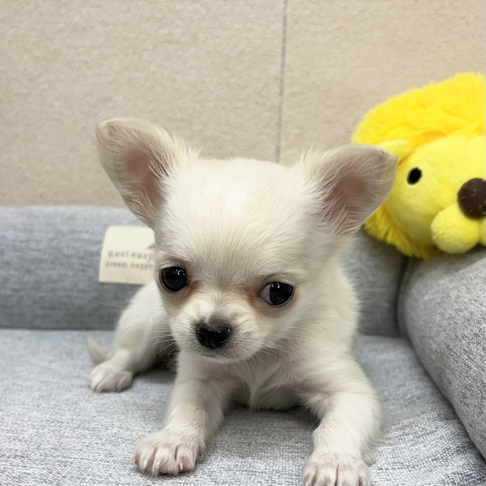 長野県のチワワ(ロング) (犬の家＆猫の里塩尻店/2026年2月9日生まれ/女の子/クリームホワイト)の子犬の1枚目の画像