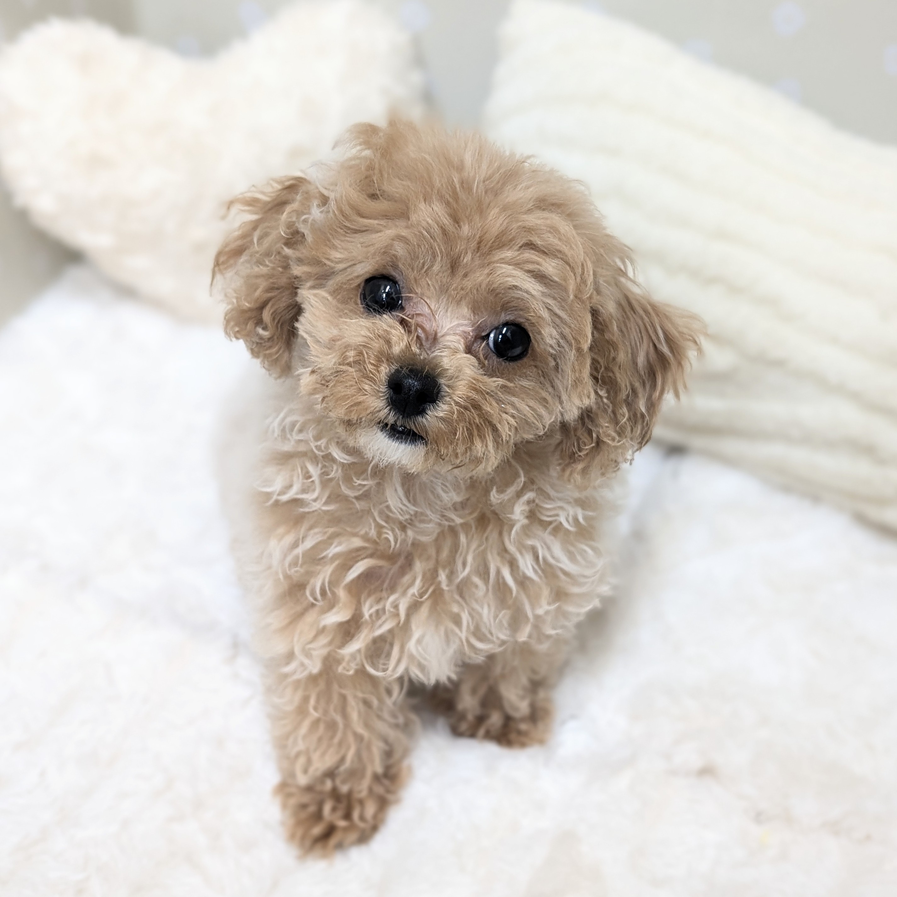 愛知県のビションプー(ビションフリーゼ×プードル) (犬の家＆猫の里安城店/2026年2月6日生まれ/女の子/アプリコット)の子犬の1枚目の画像