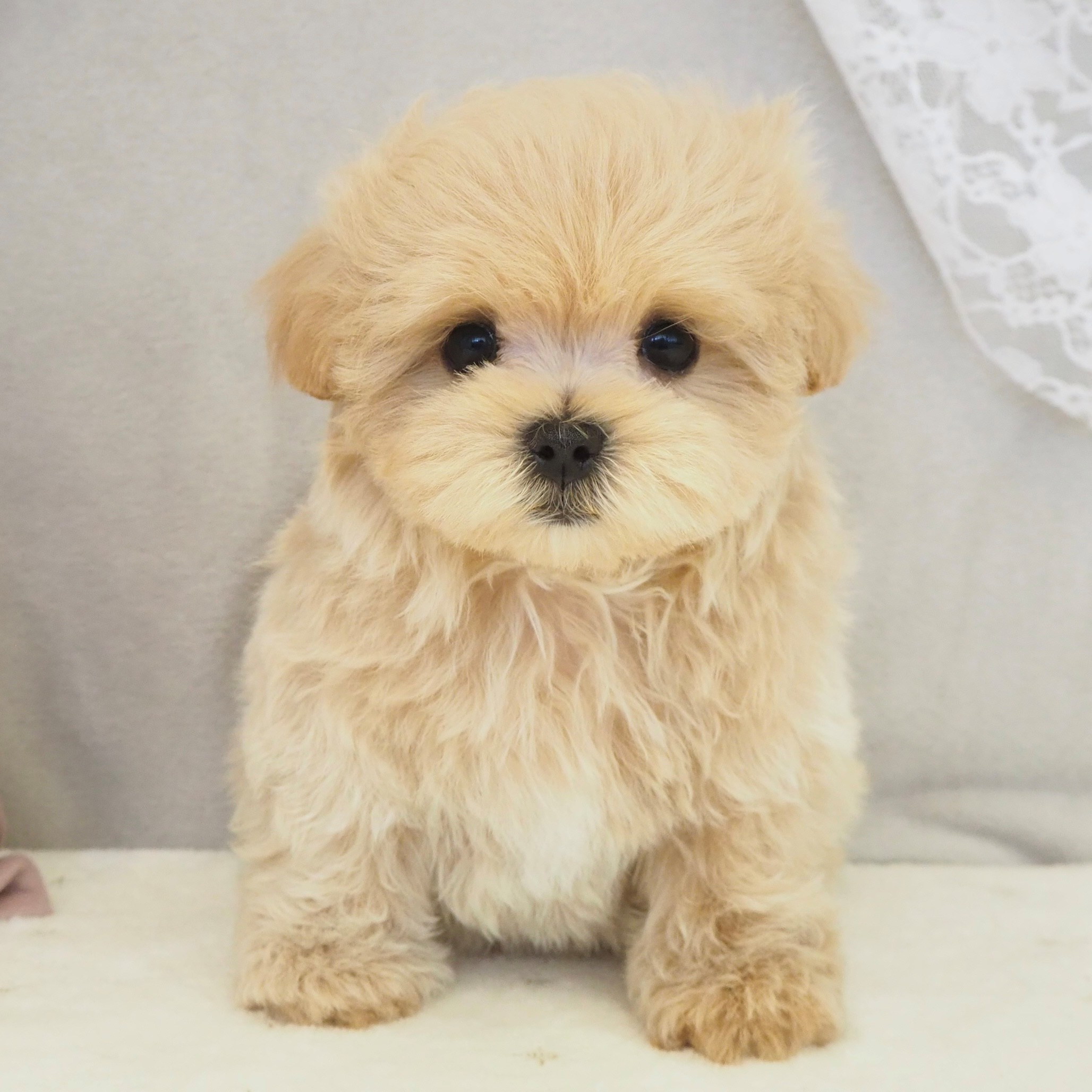 大阪府のマルプー(マルチーズ×プードル) (犬の家＆猫の里もりのみやキューズモールBASE店/2026年2月10日生まれ/男の子/アプリコット)の子犬の1枚目の画像