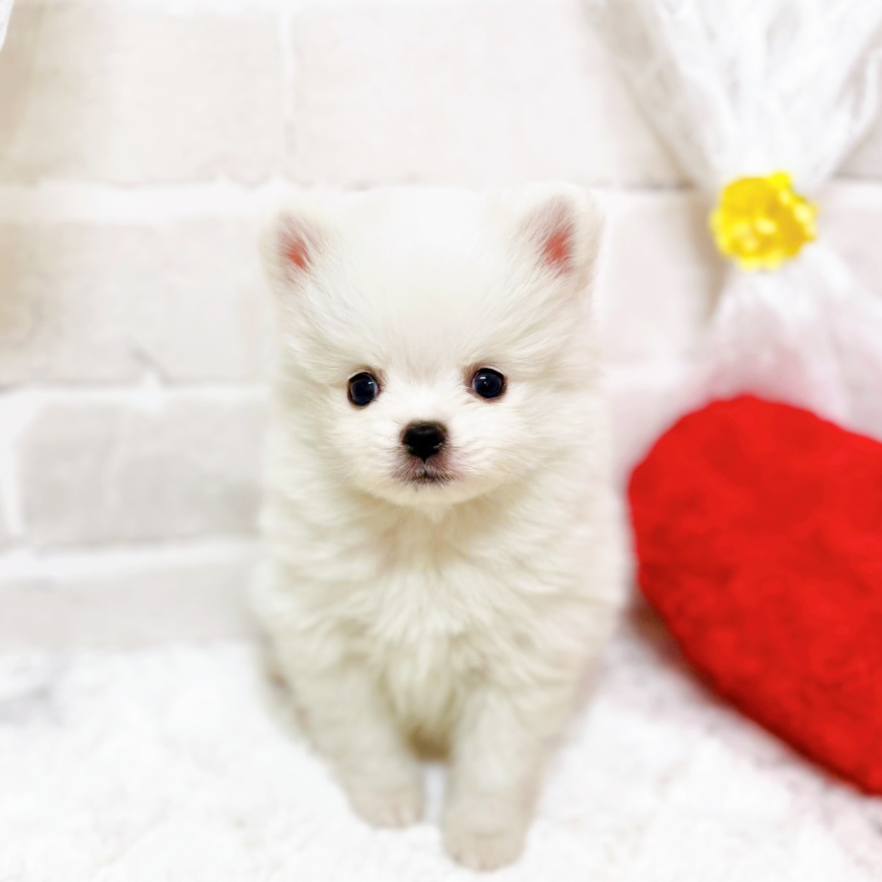 京都府のポメチワ/チワポメ/ポメチー(ポメラニアン×チワワ) (犬の家＆猫の里京都精華店/2026年2月10日生まれ/男の子/クリームホワイト)の子犬の1枚目の画像