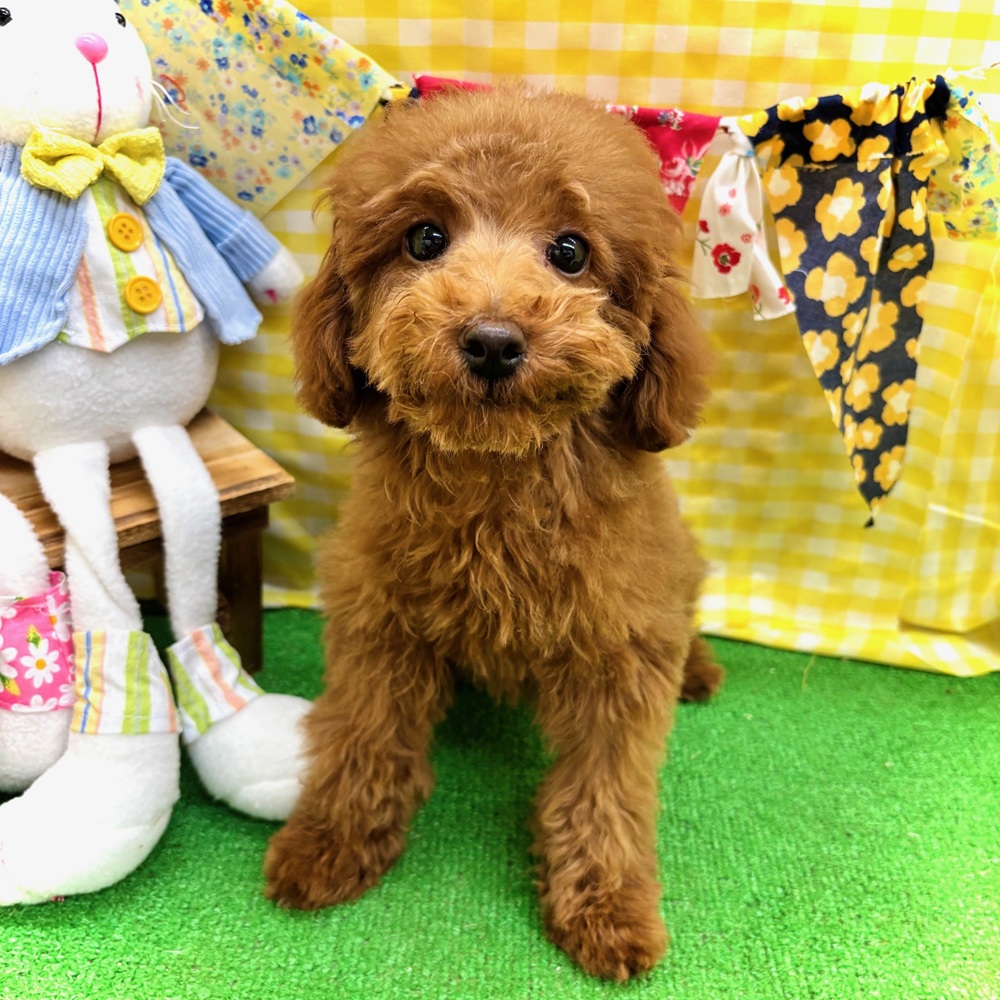 愛知県のトイプードル(トイ) (犬の家＆猫の里名古屋天白店/2026年2月10日生まれ/男の子/レッド)の子犬の1枚目の画像