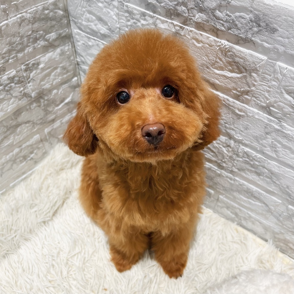 愛知県のトイプードル(トイ) (犬の家＆猫の里MiO香久山店/2026年2月10日生まれ/男の子/レッド)の子犬の1枚目の画像