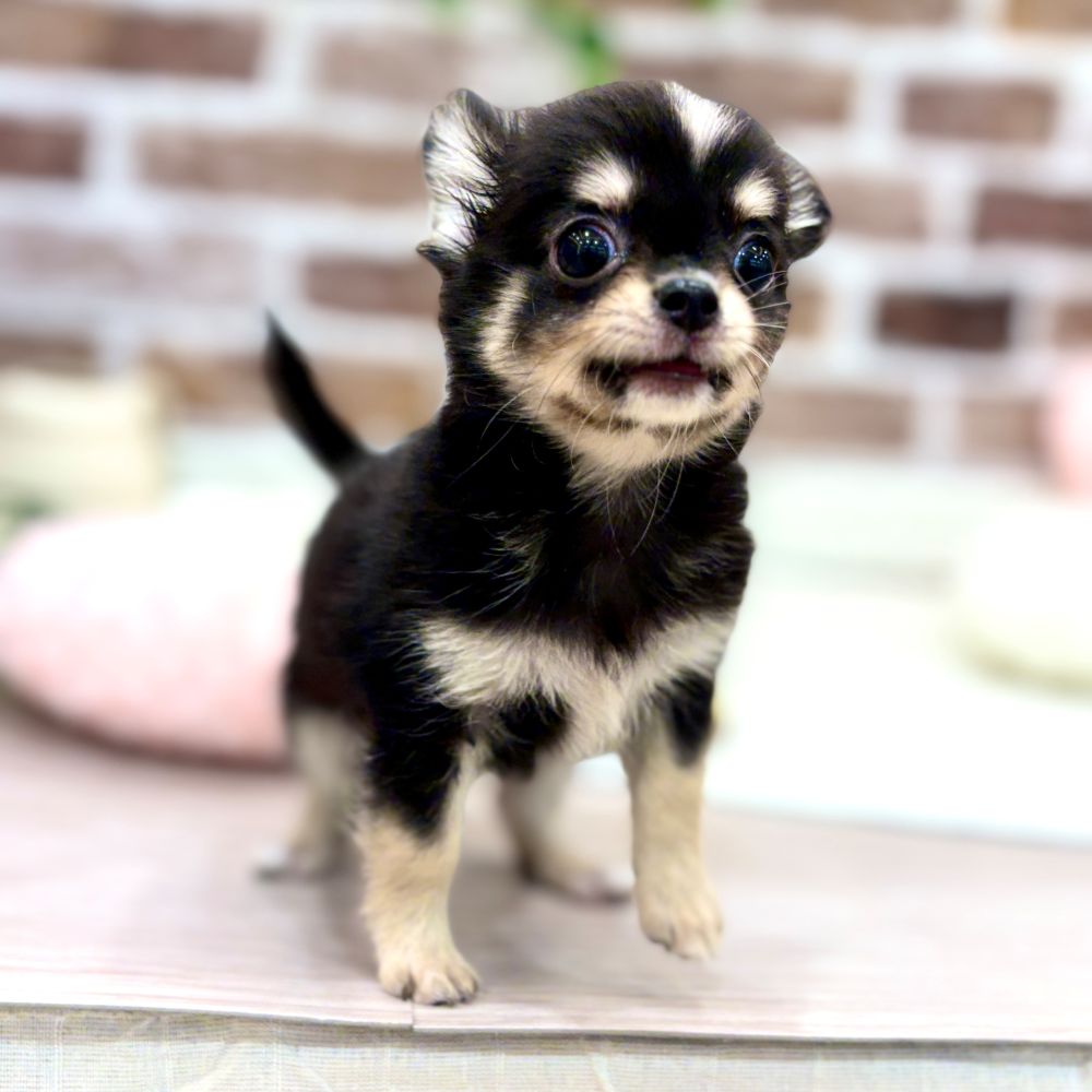 三重県のチワワ(ロング) (犬の家＆猫の里三重桑名店/2026年2月12日生まれ/男の子/ブラッククリームホワイト)の子犬の1枚目の画像