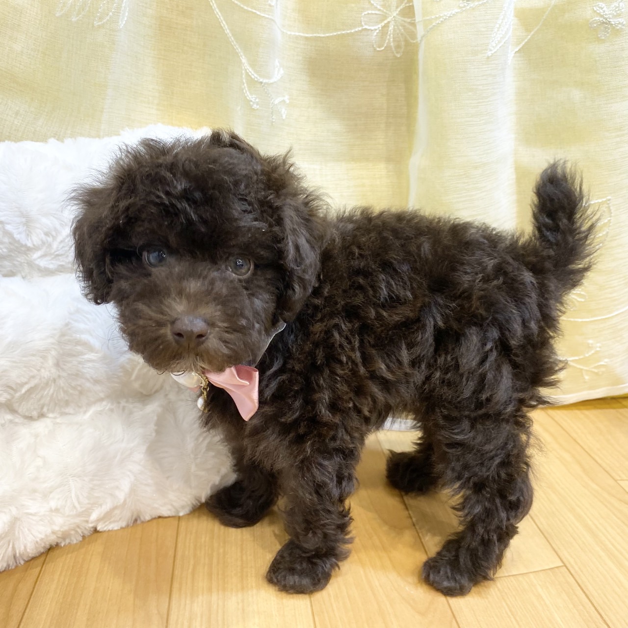 トイプードル女の子の写真
