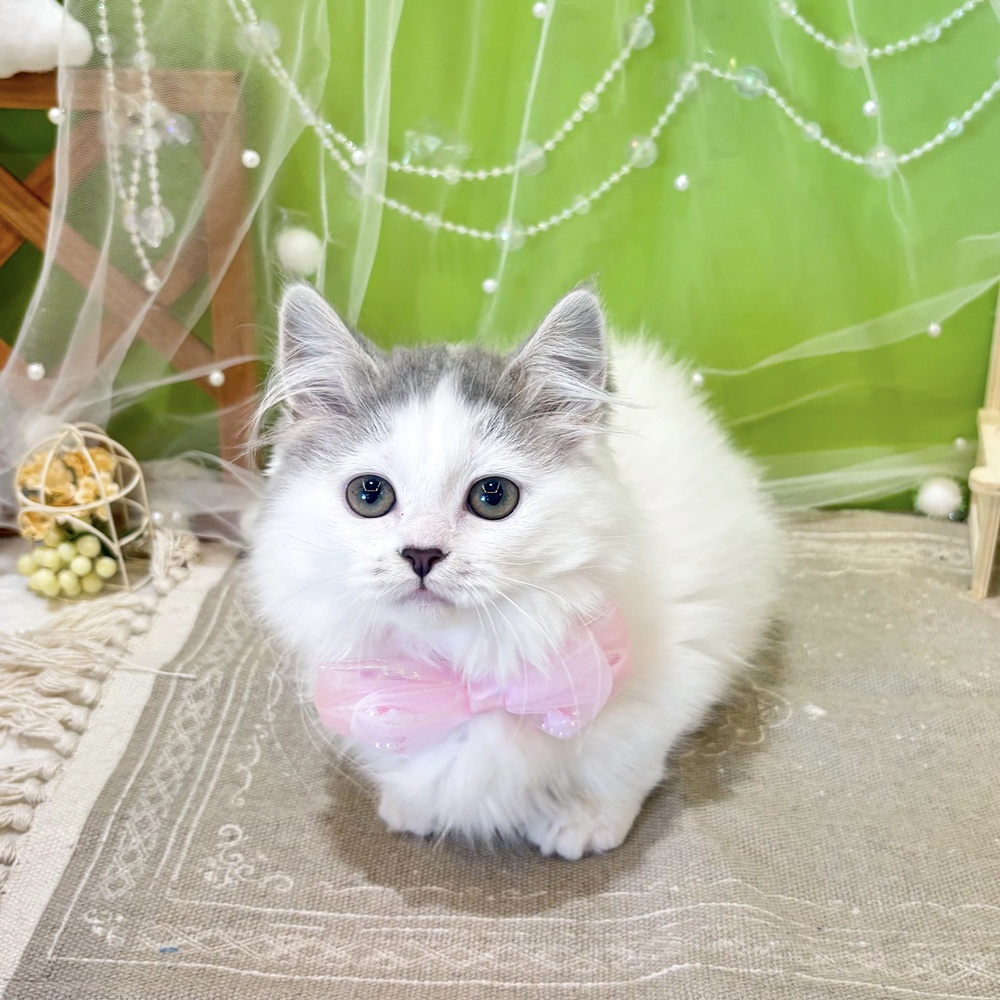 静岡県のマンチカン (犬の家＆猫の里富士店/2026年2月17日生まれ/女の子/ブルーホワイト)の子猫の1枚目の画像