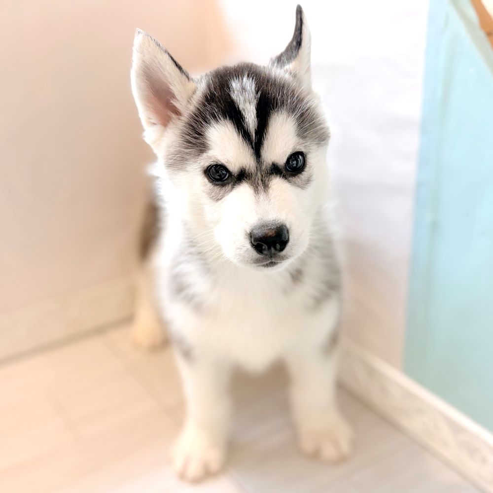 愛知県のシベリアンハスキー (犬の家＆猫の里春日井本店/2026年2月18日生まれ/男の子/ブラックホワイト)の子犬の1枚目の画像