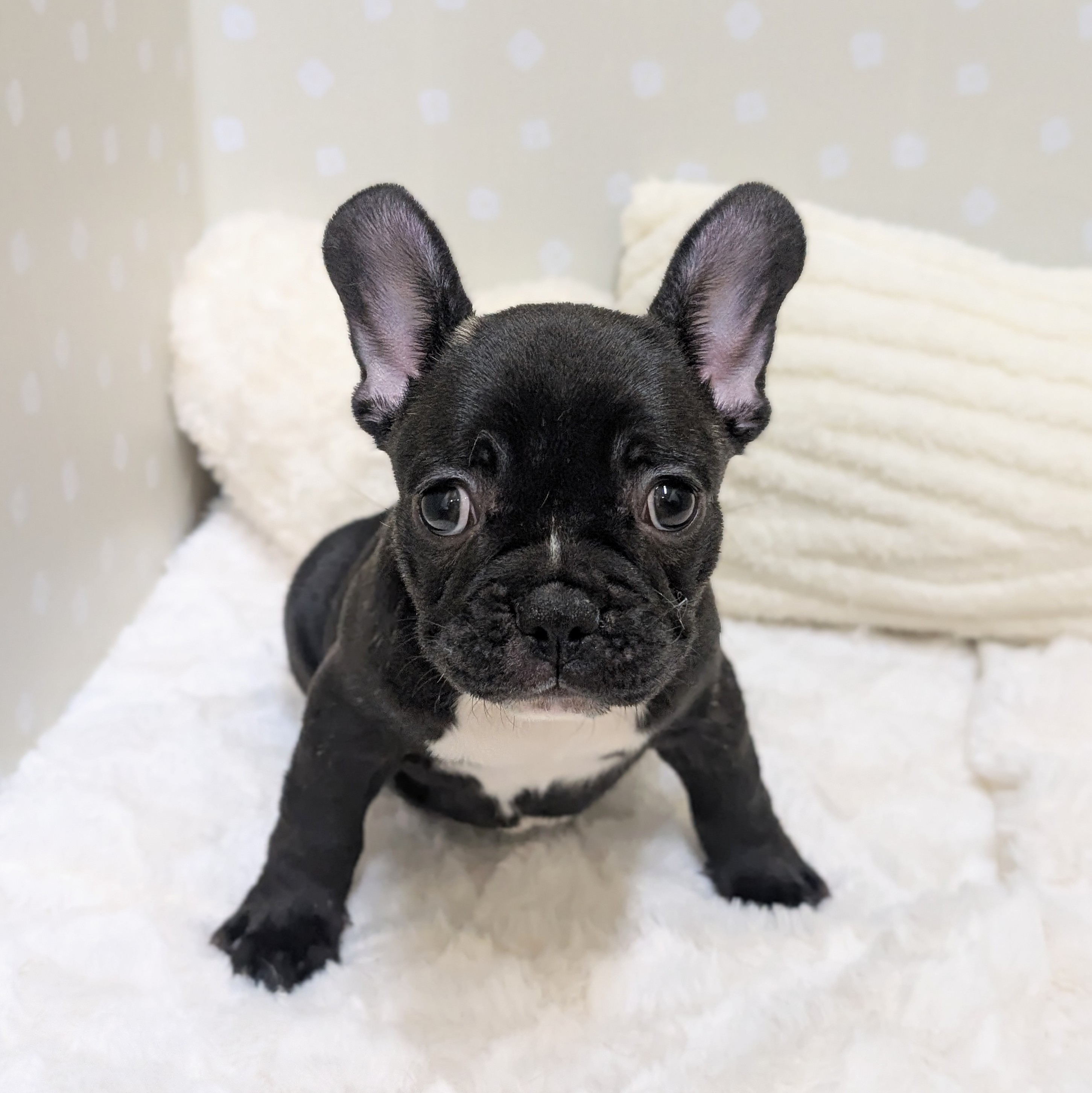 愛知県のフレンチブルドッグ (犬の家＆猫の里安城店/2026年2月22日生まれ/女の子/ブリンドル)の子犬の1枚目の画像