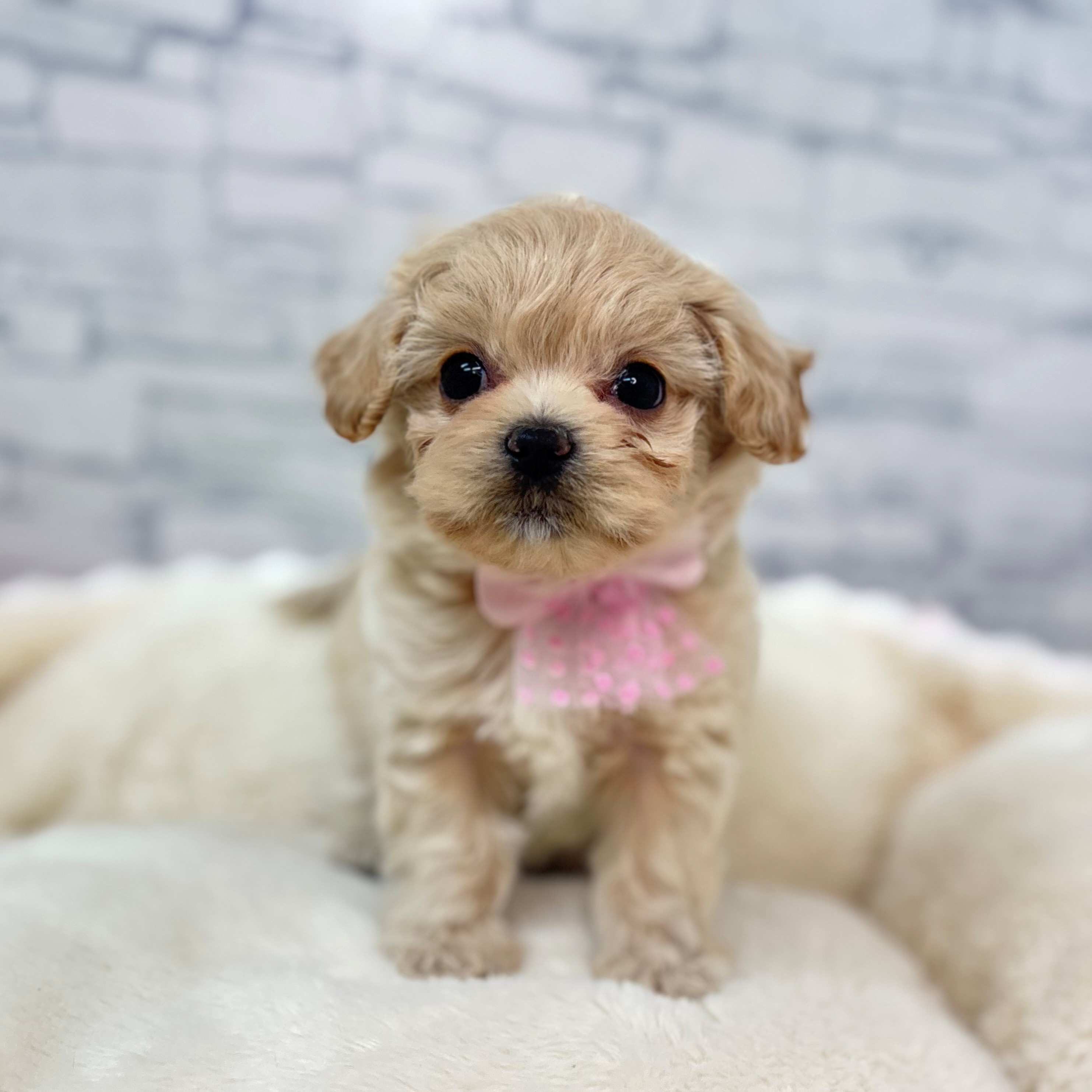 長野県のチワプー/プーチー(チワワ×プードル) (犬の家＆猫の里長野店/2026年2月24日生まれ/女の子/アプリコット)の子犬の1枚目の画像