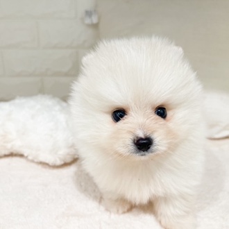 東京都のポメラニアン (犬の家＆猫の里新宿店/2026年2月23日生まれ/男の子/クリーム)の子犬の1枚目の画像
